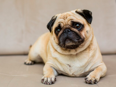 Companhia alto padrão: as melhores raças de cães para apartamentos.