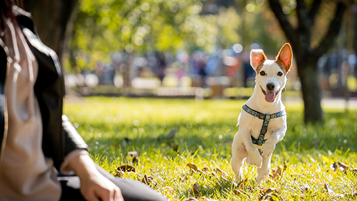 Pet Place: como aproveitar melhor esse espaço